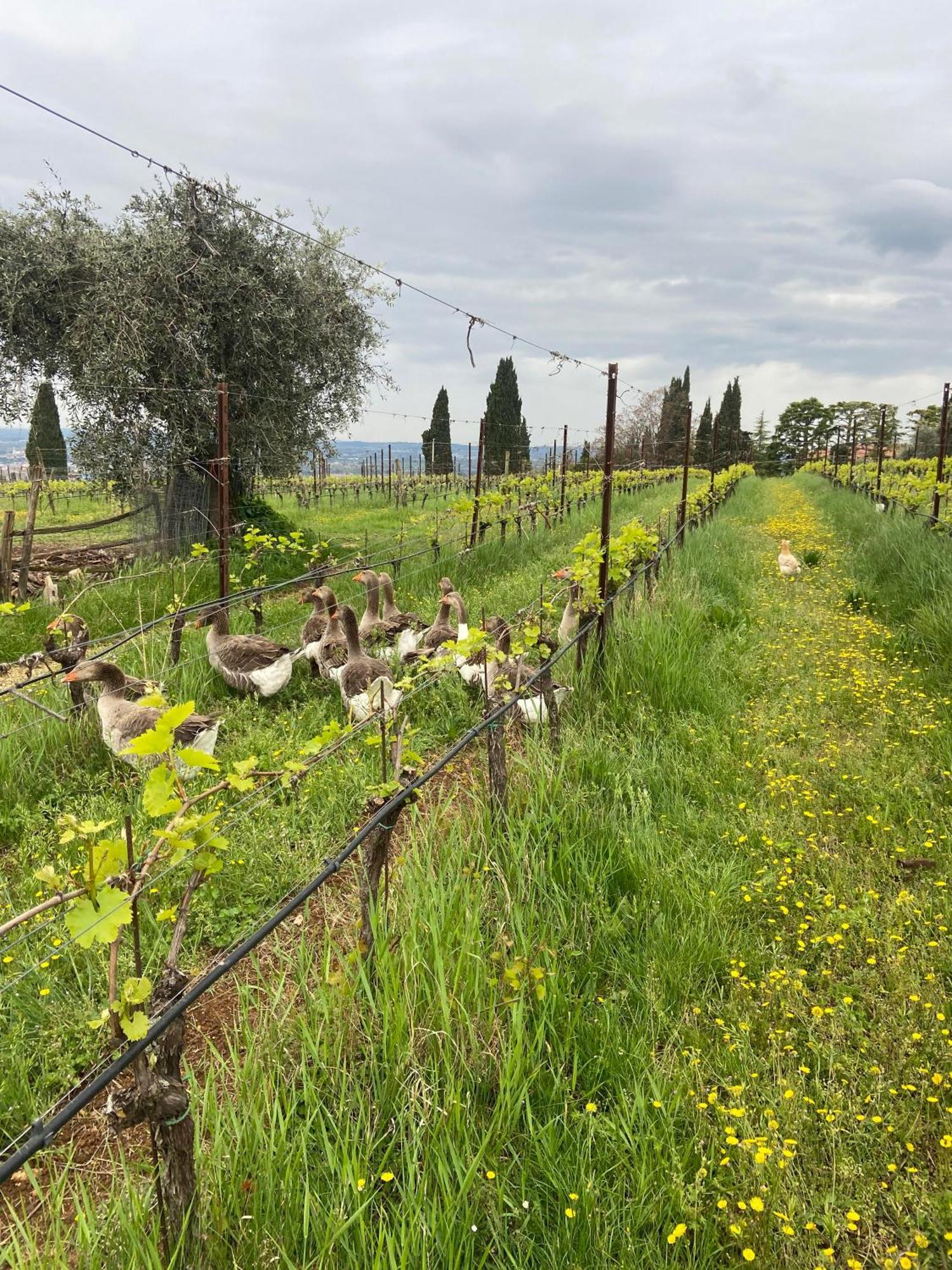 Willa La Vineria Di San Mattia Werona Zewnętrze zdjęcie